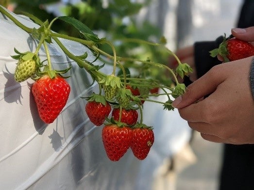 ※写真はイメージ