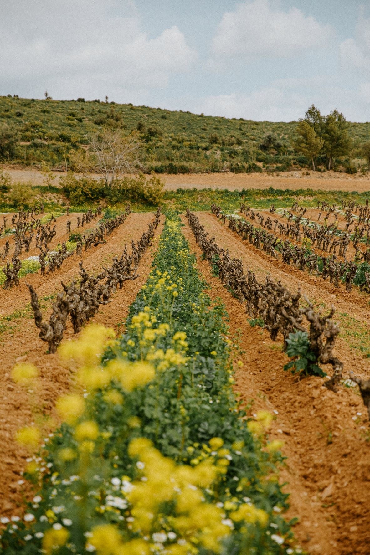 土壌を豊かにして活力を与え、保水力を高める カバークロップ（ 被覆植物）