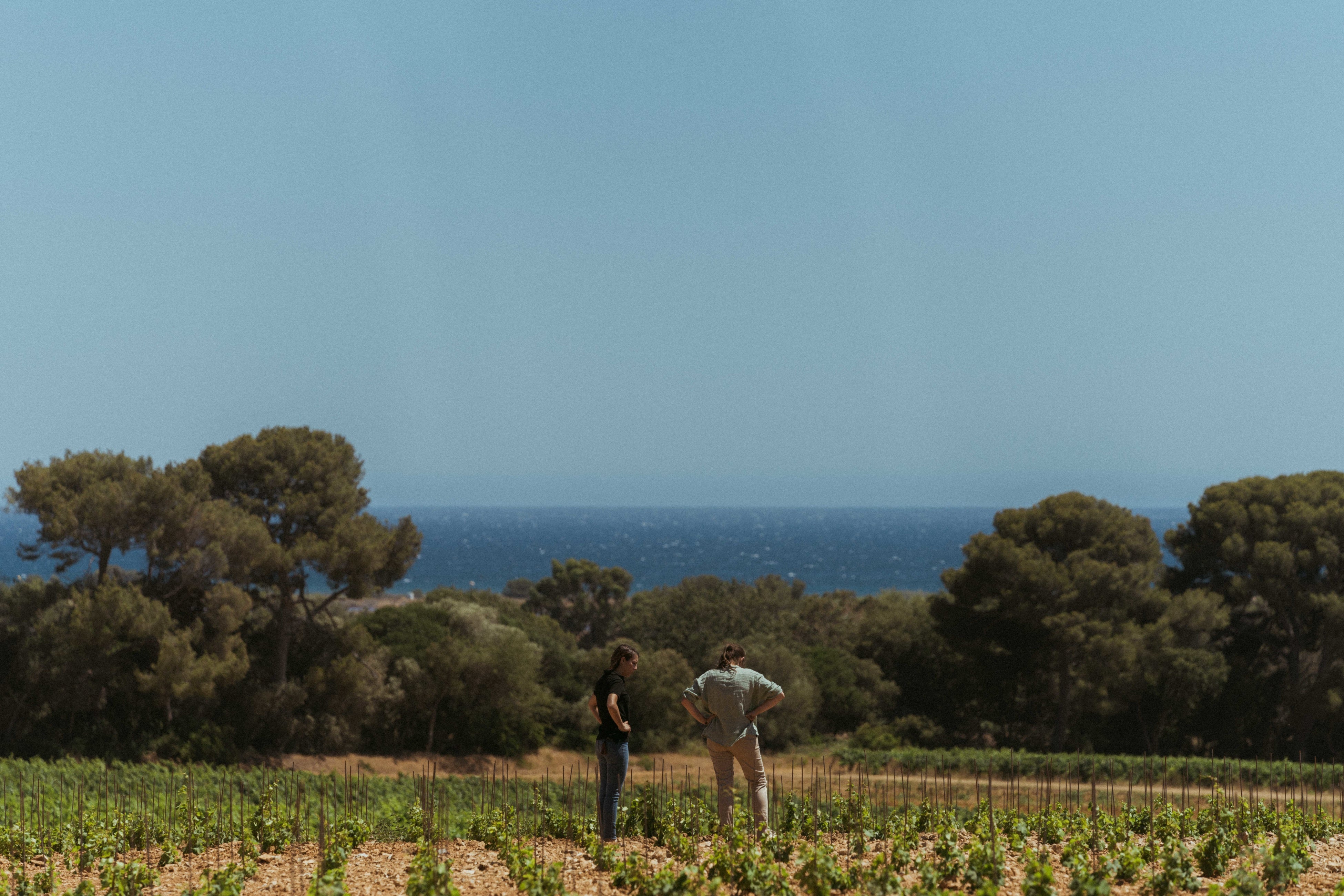 畑の向こうに広がる地中海。ポルケロールなどの島々を見渡すことができます。