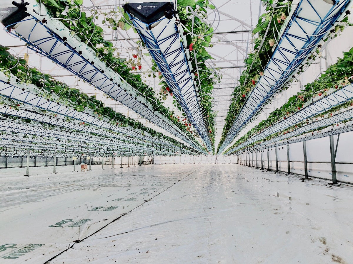 井上寅雄農園が総務省・佐久市のローカル10000プロジェクトを活用し最