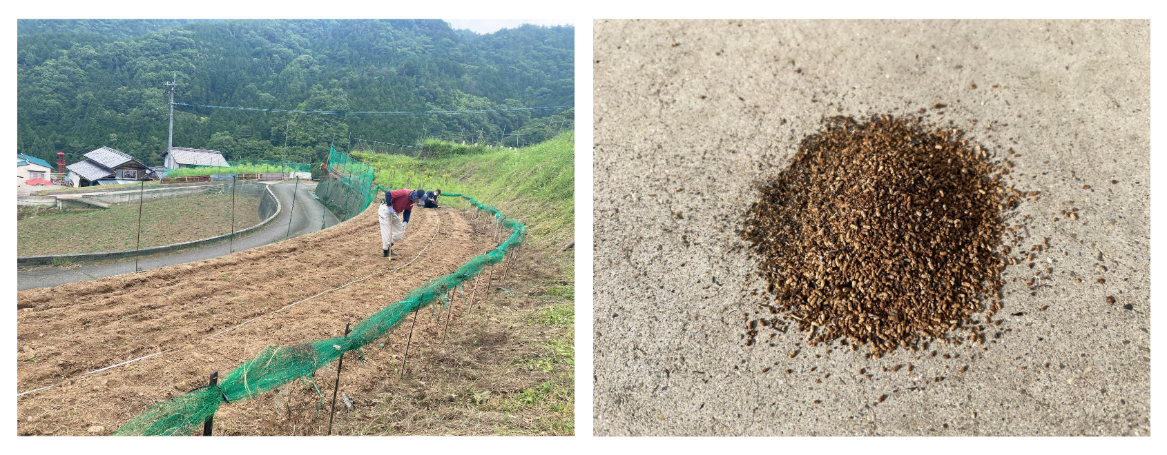 左：田口農園 徳島、右：コオロギフラス