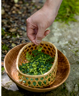 アマン京都の山でシェフ自ら摘んだ山椒の実