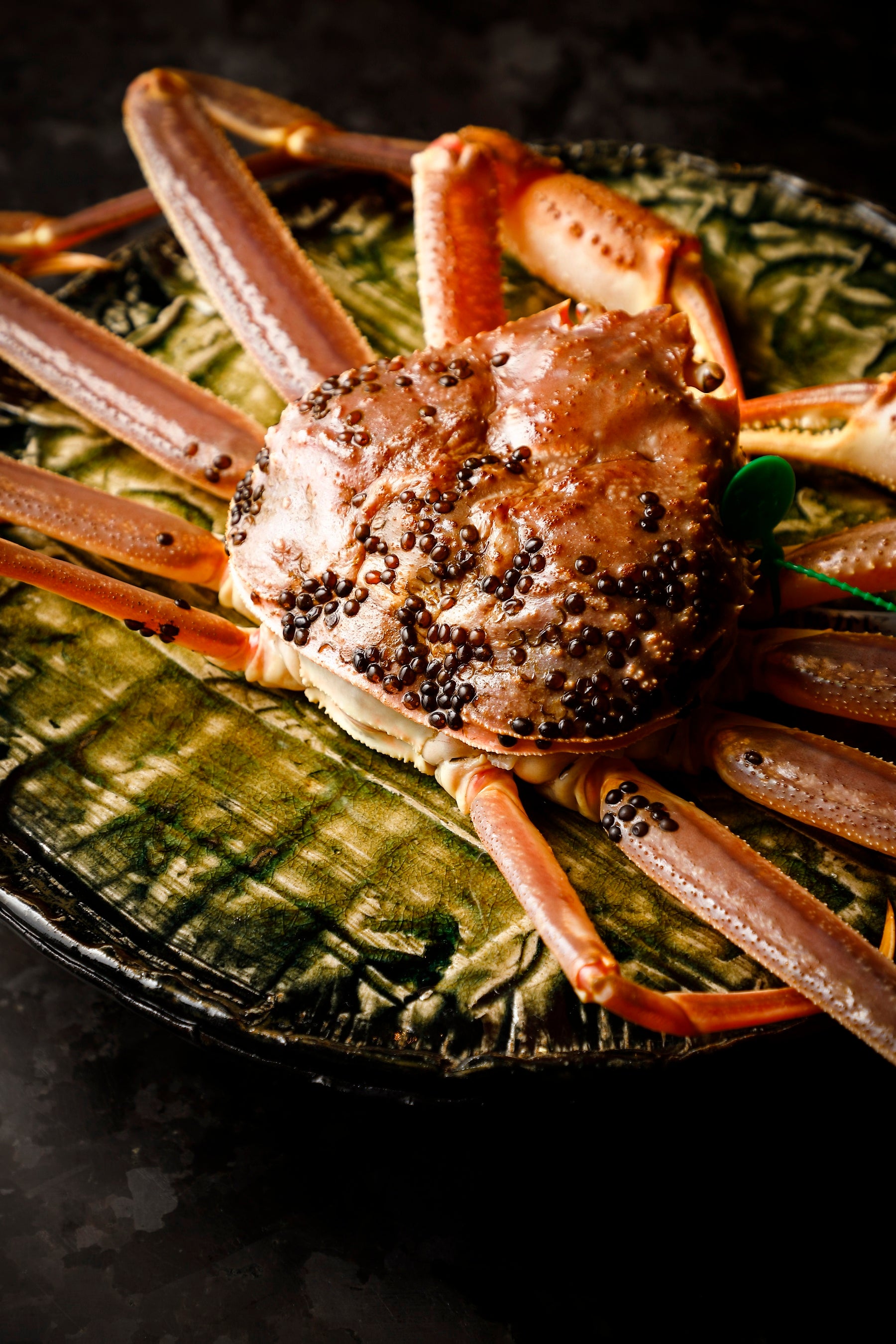 鷹庵から最短距離の漁港で水揚げされた1kg級のタグ付きズワイガニ