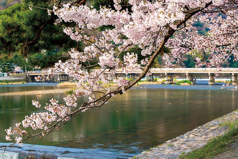 橋の上からも周囲から見ても見事な、嵐山「渡月橋」の花景色