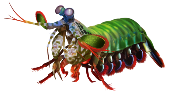 モンハナシャコ　（イラスト／小副川智也）