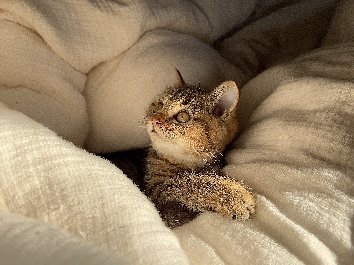 「ぼく、おふとんで爪とぎなんてしてないよ。」