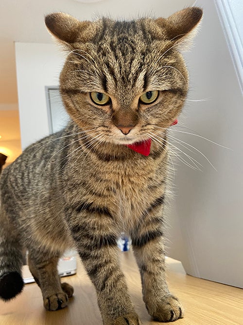 「キメ顔のぼくにご用心。」