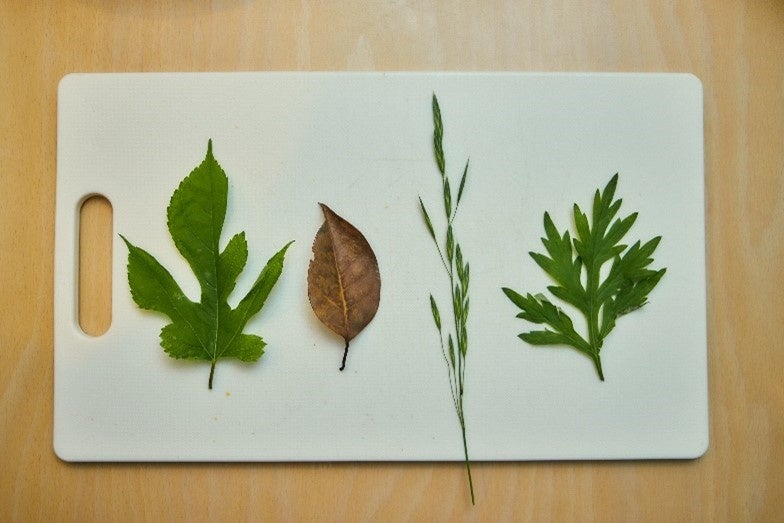 ただの草むらもよく見れば色々な植物が生えている