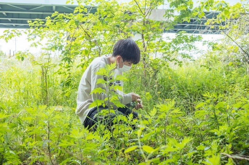 雑草茶を作るために雑草摘みをするホモサピ