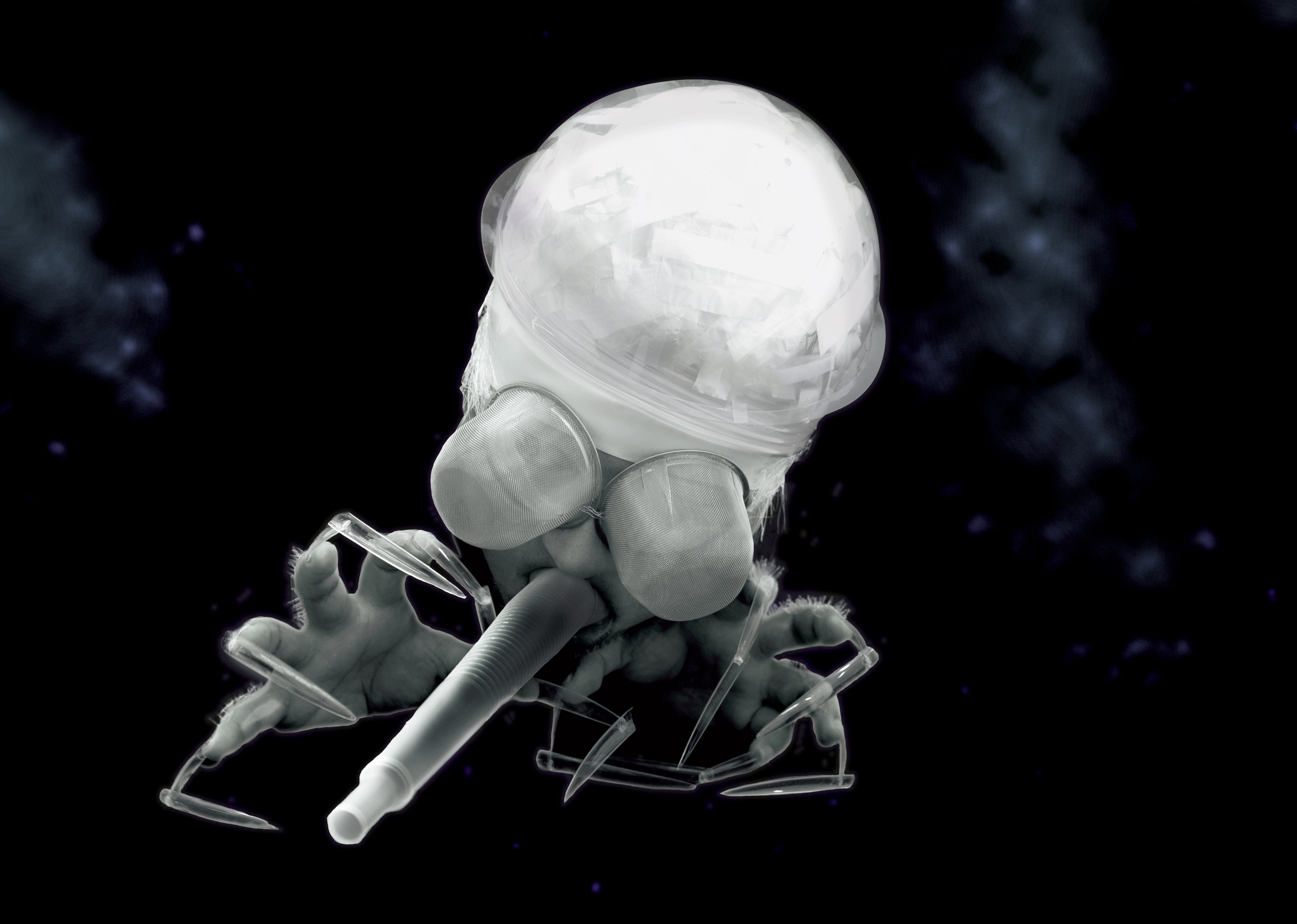 これがヤマトゴンズラ。ミジンコなどメジャーな微生物よりもはるかに小さいサイズだ。  撮影＝藤原江理奈／（Ⅽ）クリエイターズ・ファイル