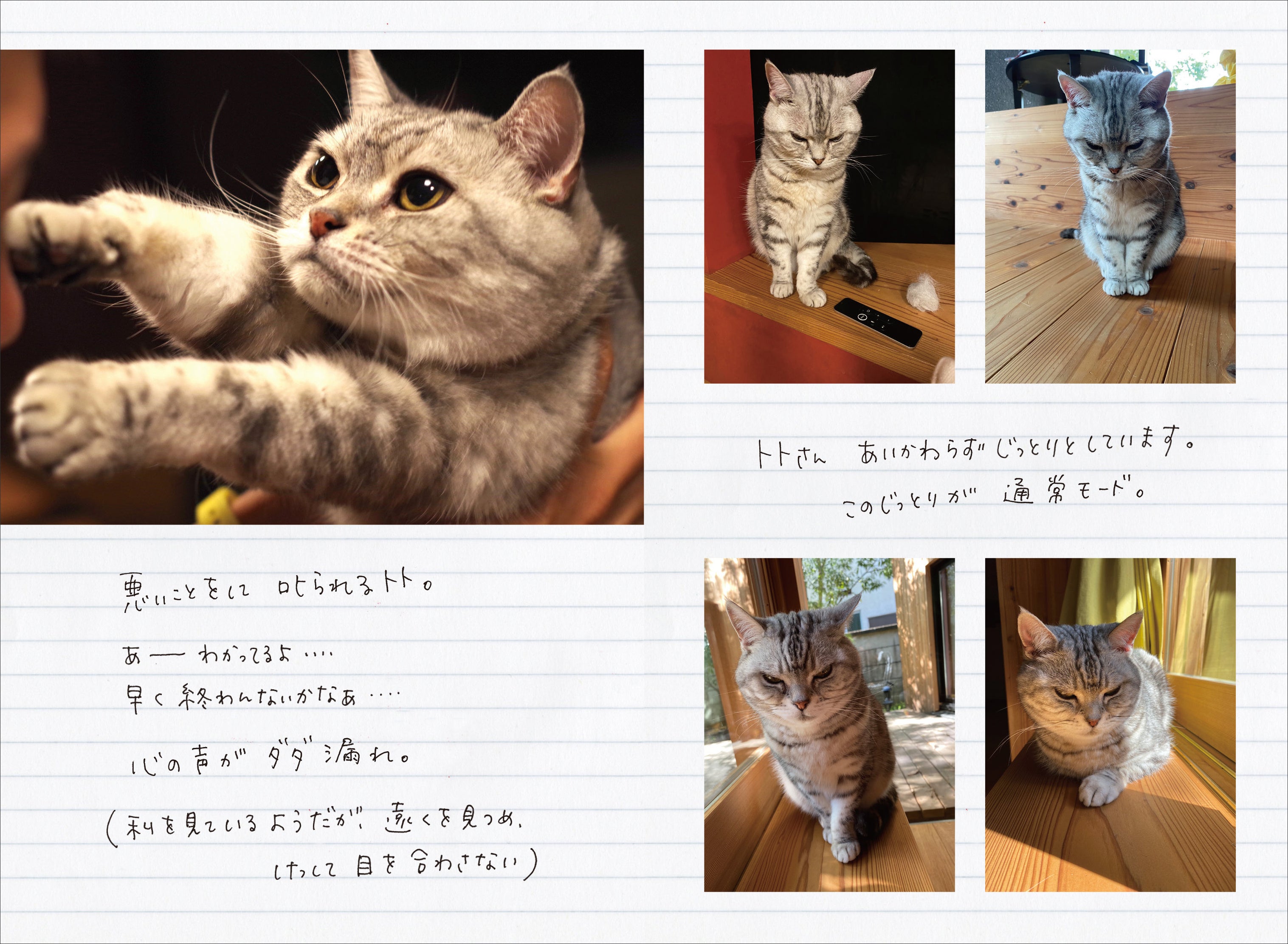 角田光代が飼い猫トトとの暮らしを愛情120％で描いた、極上の