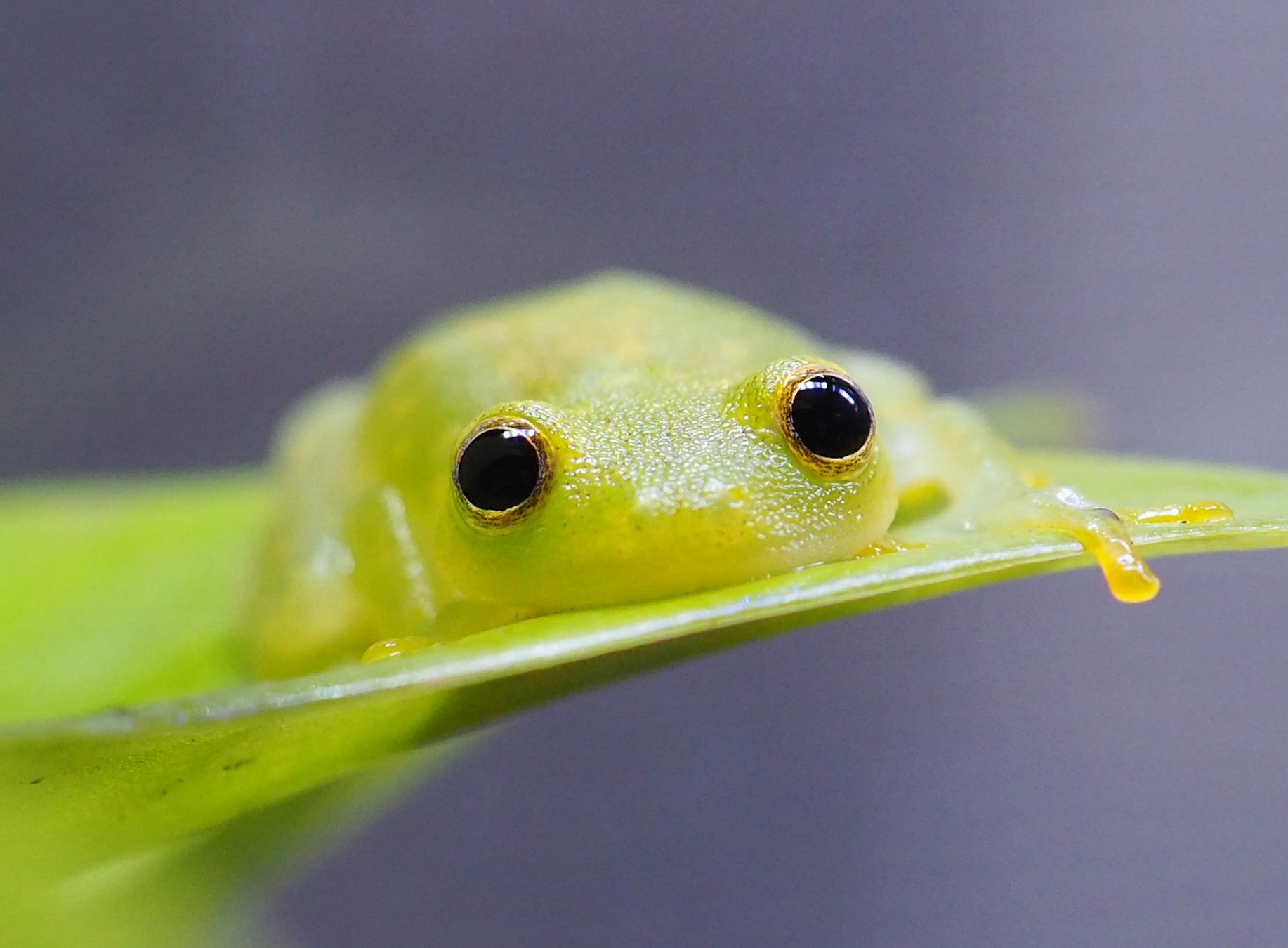 カエルってこんなにかわいいの!? ほっこり癒やされ心がうるおうカエル写真集『ぴよのカエルびより』発売 | 株式会社KADOKAWAのプレスリリース