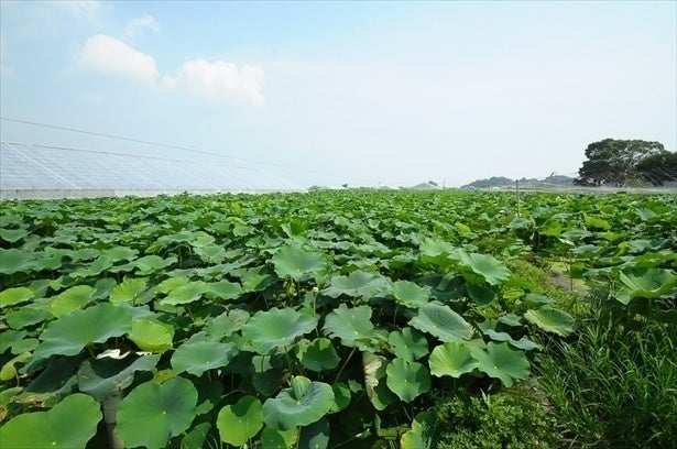 △夏のれんこん畑(写真提供=茨城県)