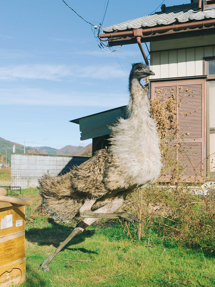 油絵 にゃんこ 足の長い鳥が住む街 油絵 にゃんこ様専用 足の長い