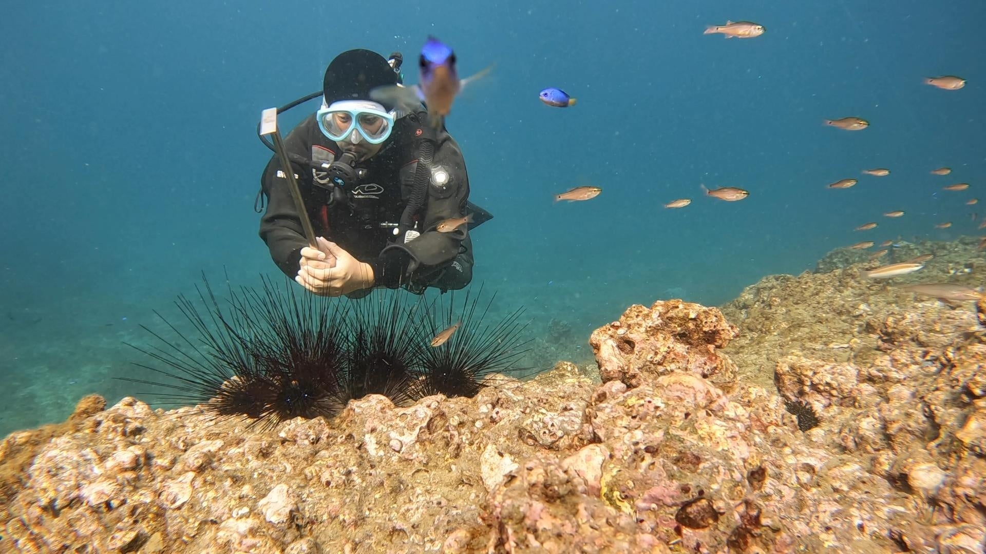海底でウニを駆除する様子