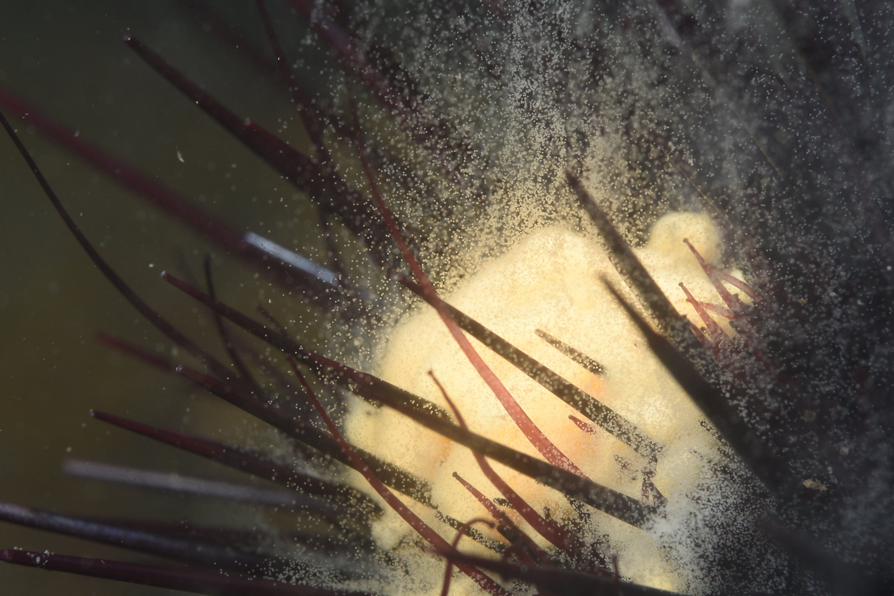 ムラサキウニの産卵