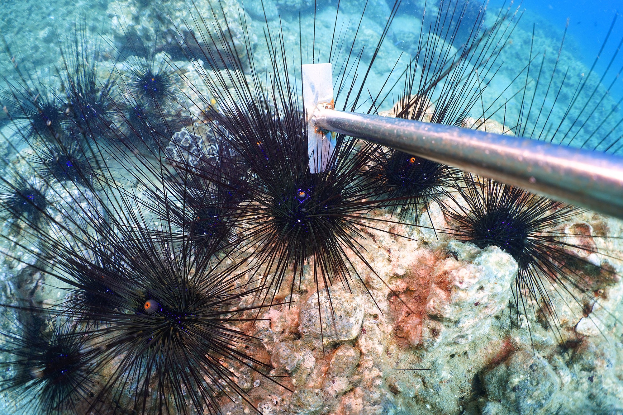 ウニは駆除しても2日間は生きている