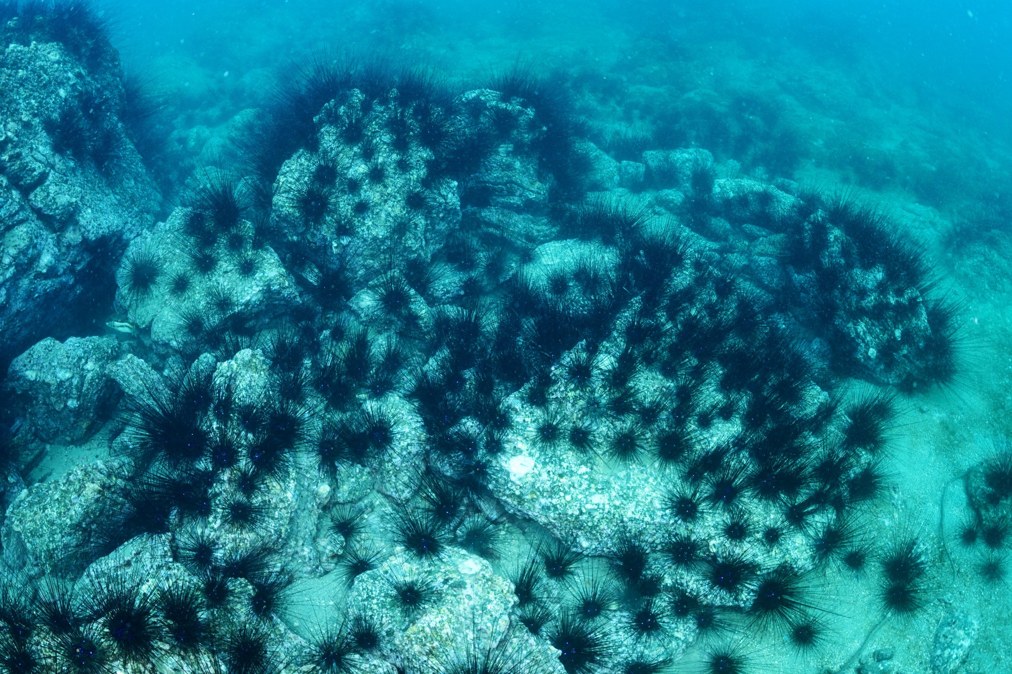 岩肌がむき出しになり、海の砂漠化現象“磯焼け”が進行している
