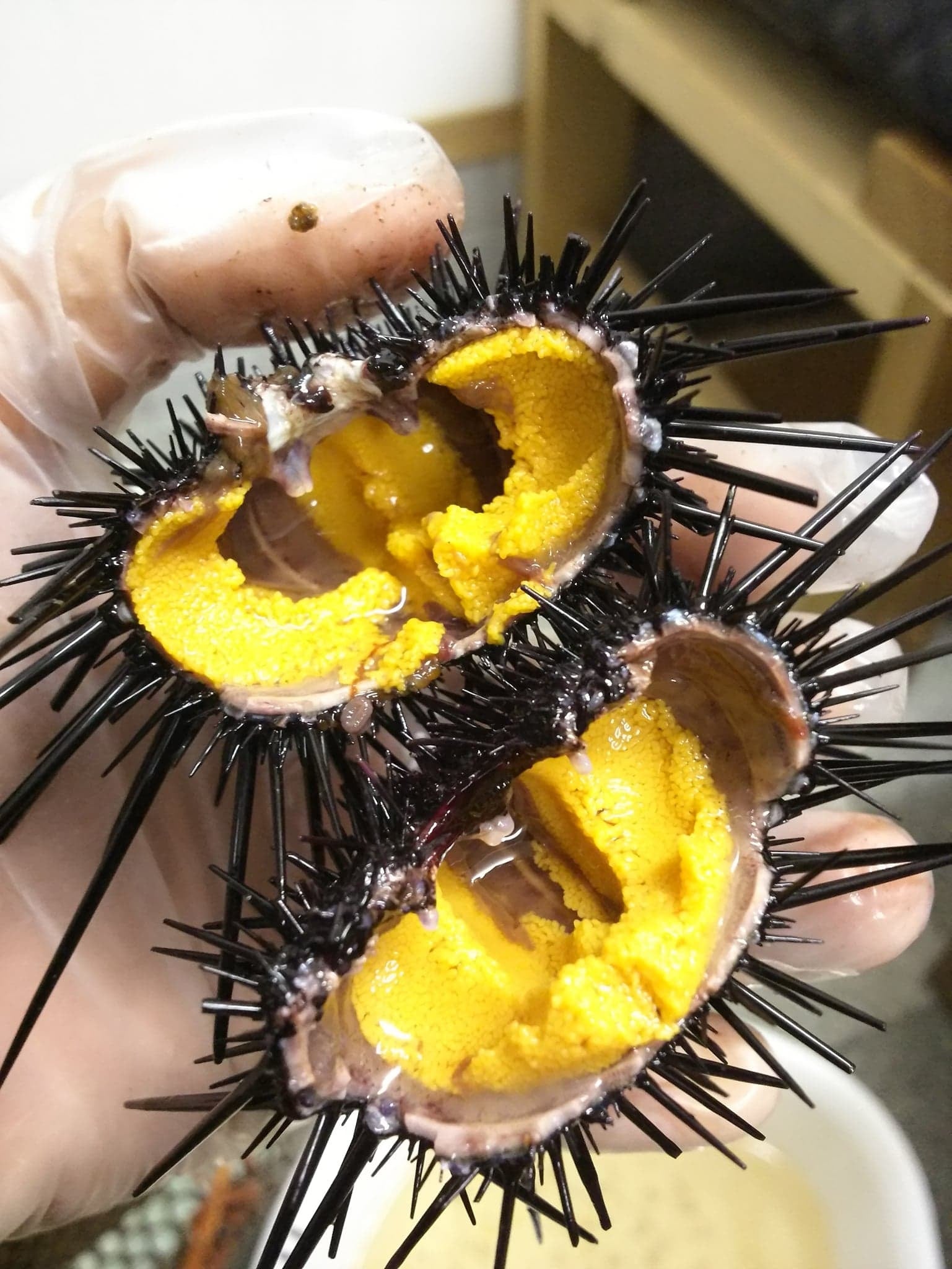 著者が畜養したウニ