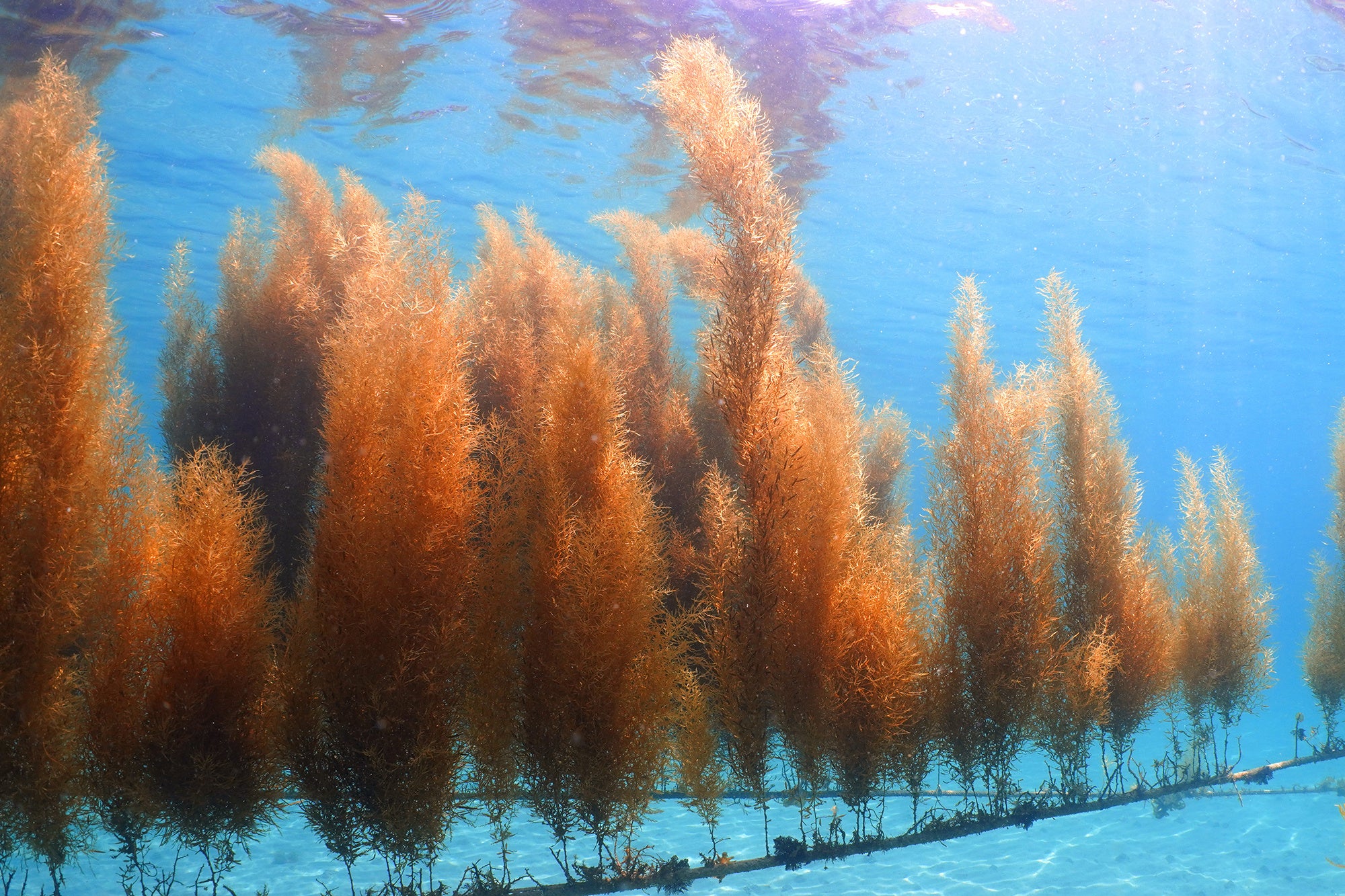 著者が育成に成功した海藻（アカモク）