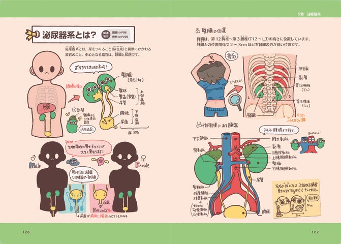 読めば解剖生理学が好きになる! 1000点以上の可愛いイラストが収録された『ゆるっとポップな解剖生理学 からだずかん』が登場! | 株式会社 ...