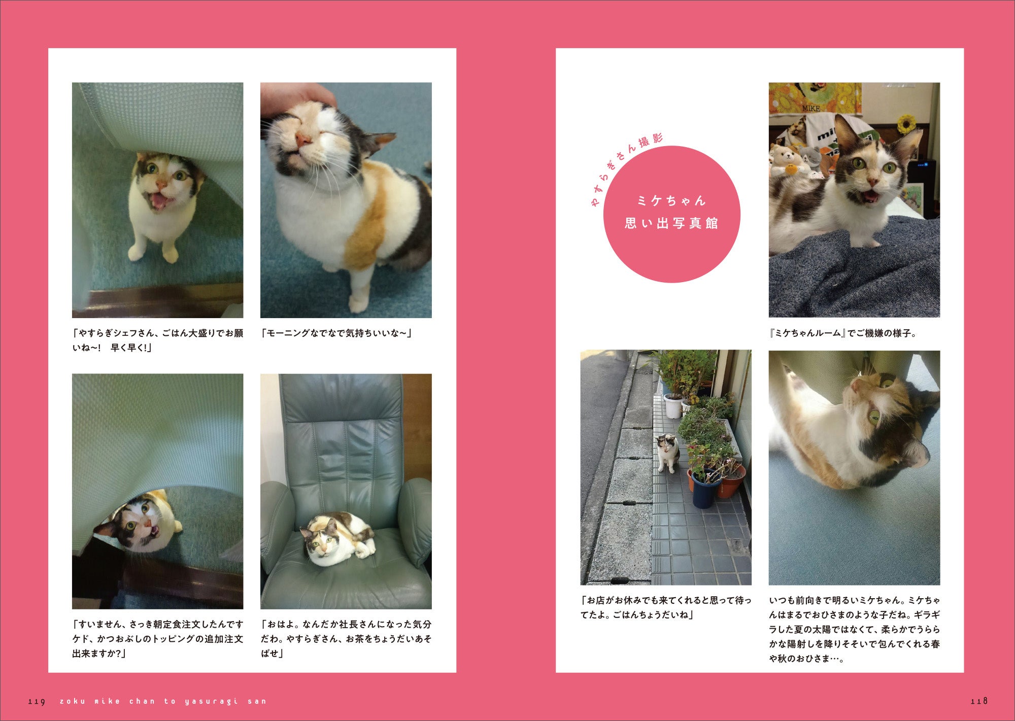 Xフォロワー6万人の看板猫！ 生まれつき3本脚のミケちゃんが、元気と