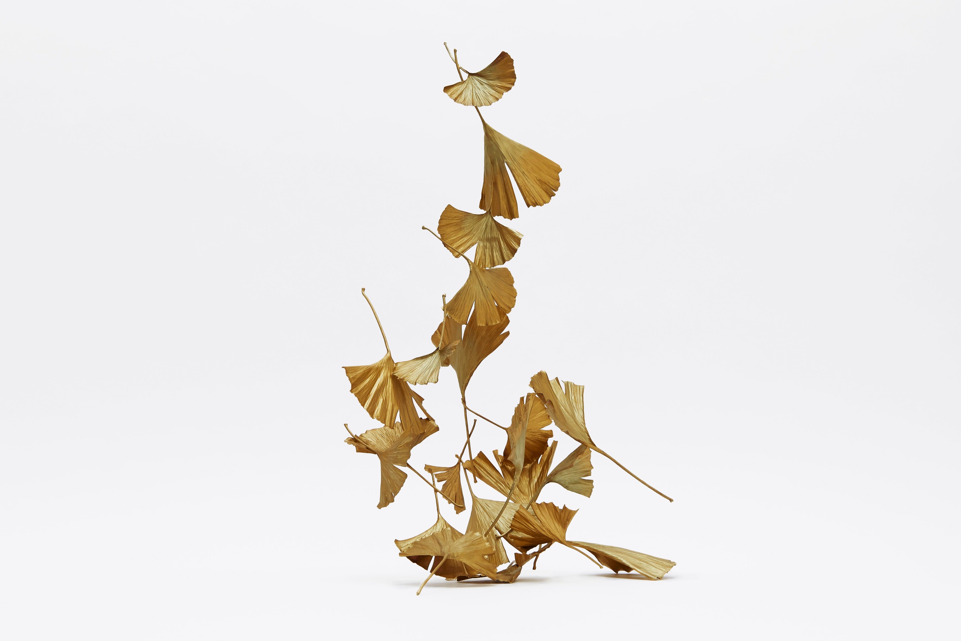 　(C) Tadayuki Minamoto