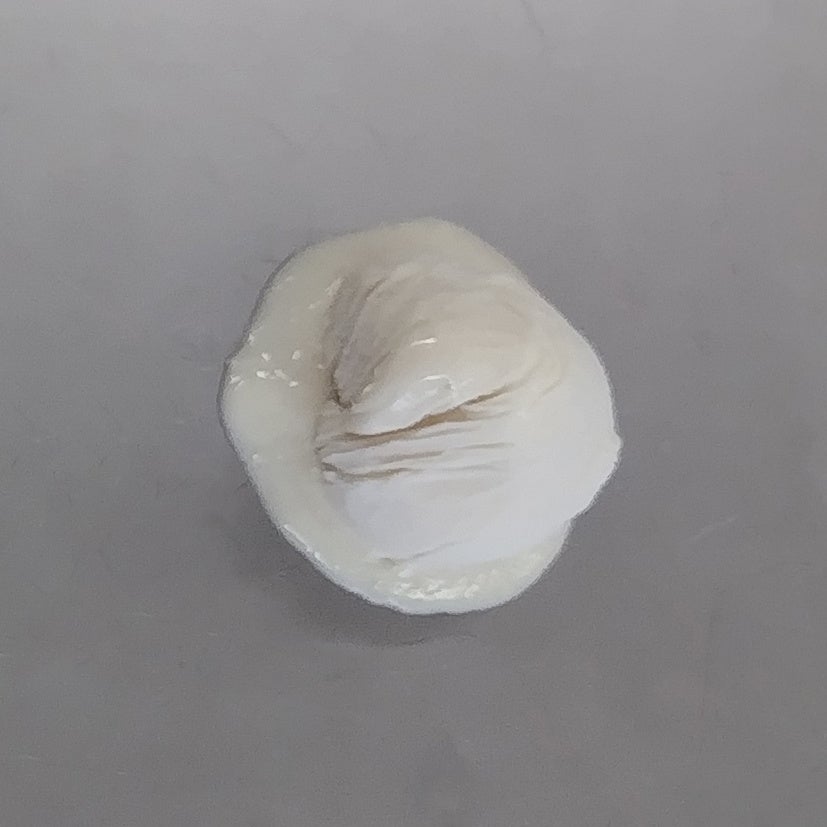 アイスBiNFi-s添加