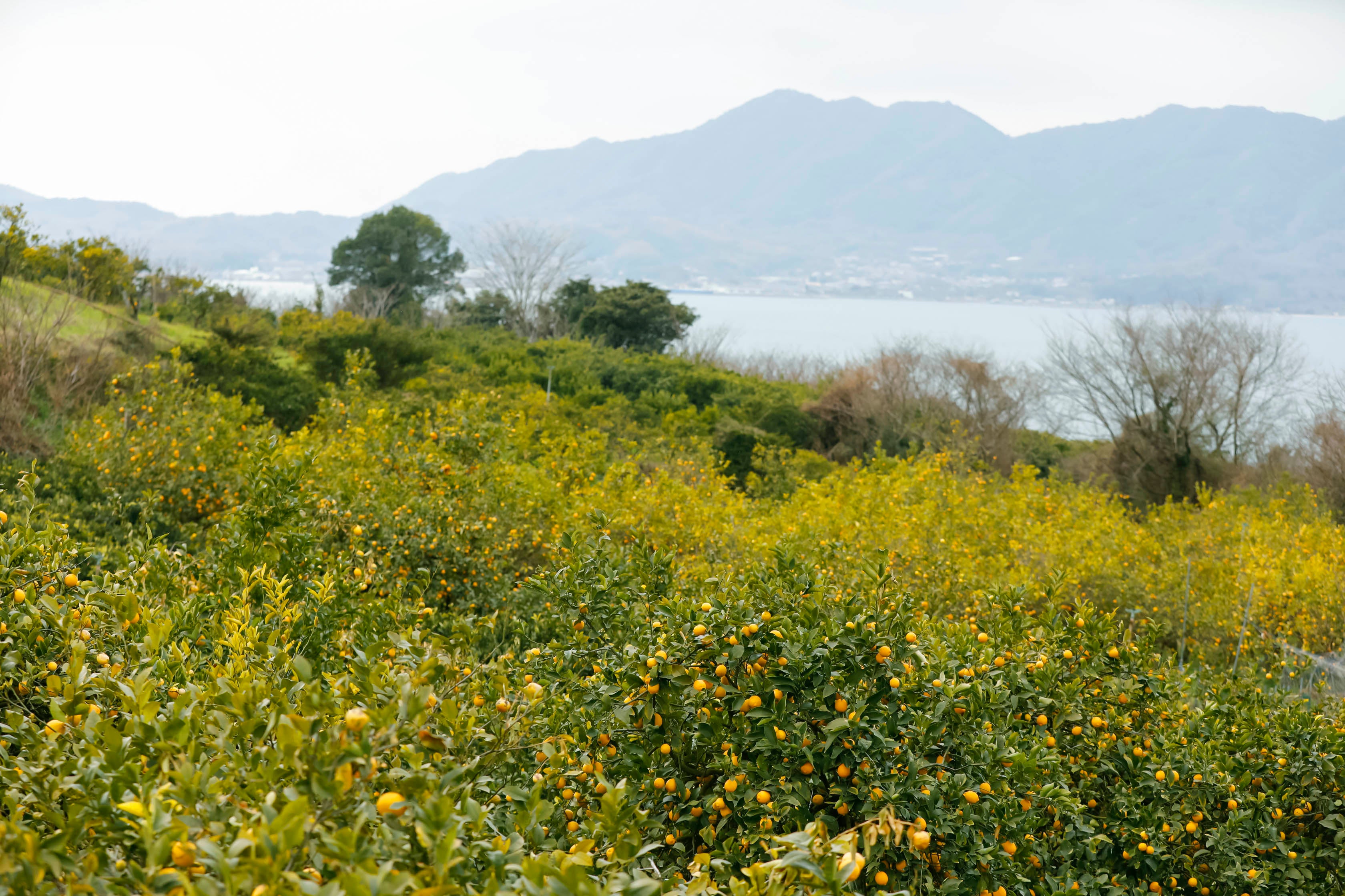 Photo by Akira Yamada