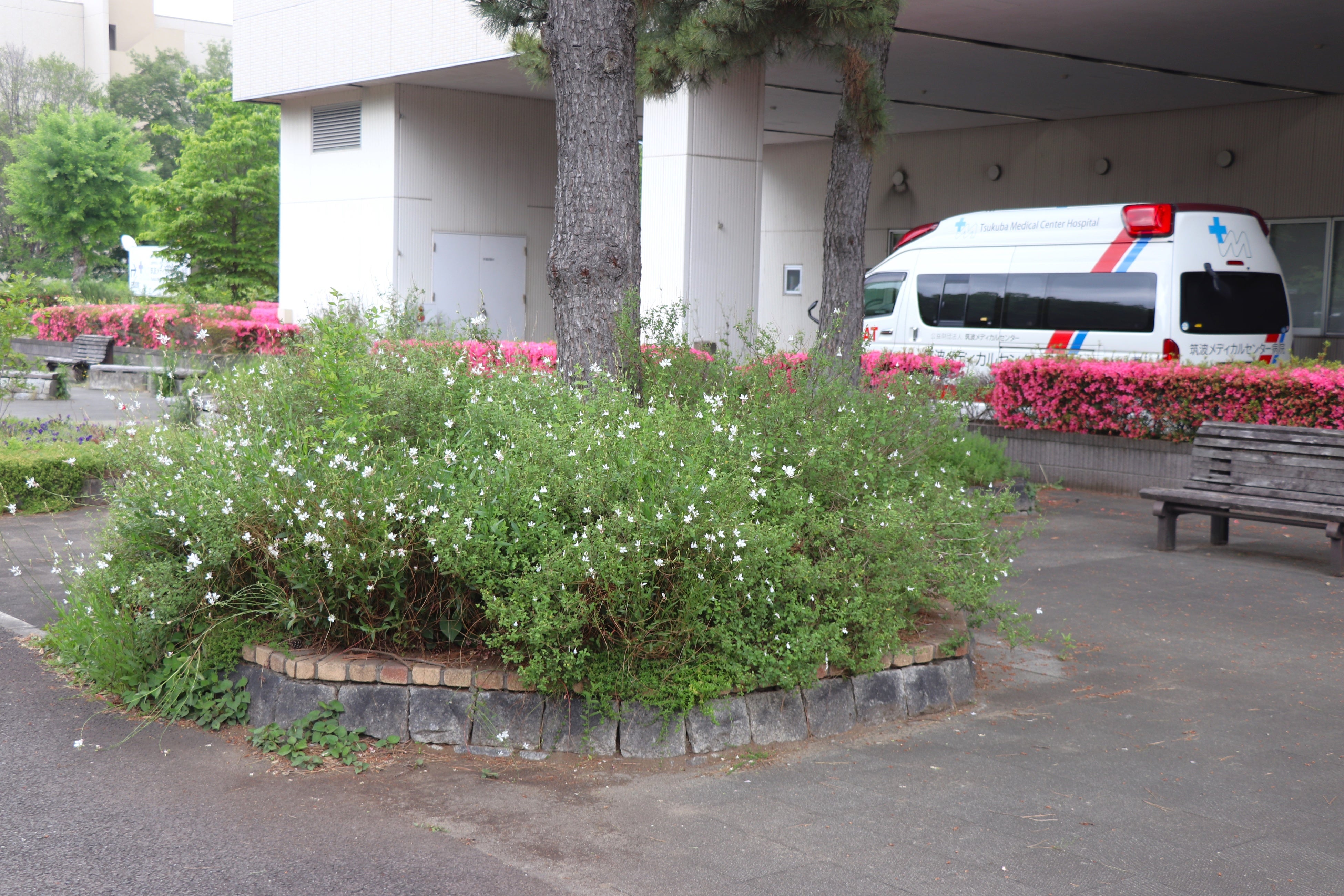 うっそうと茂った花壇