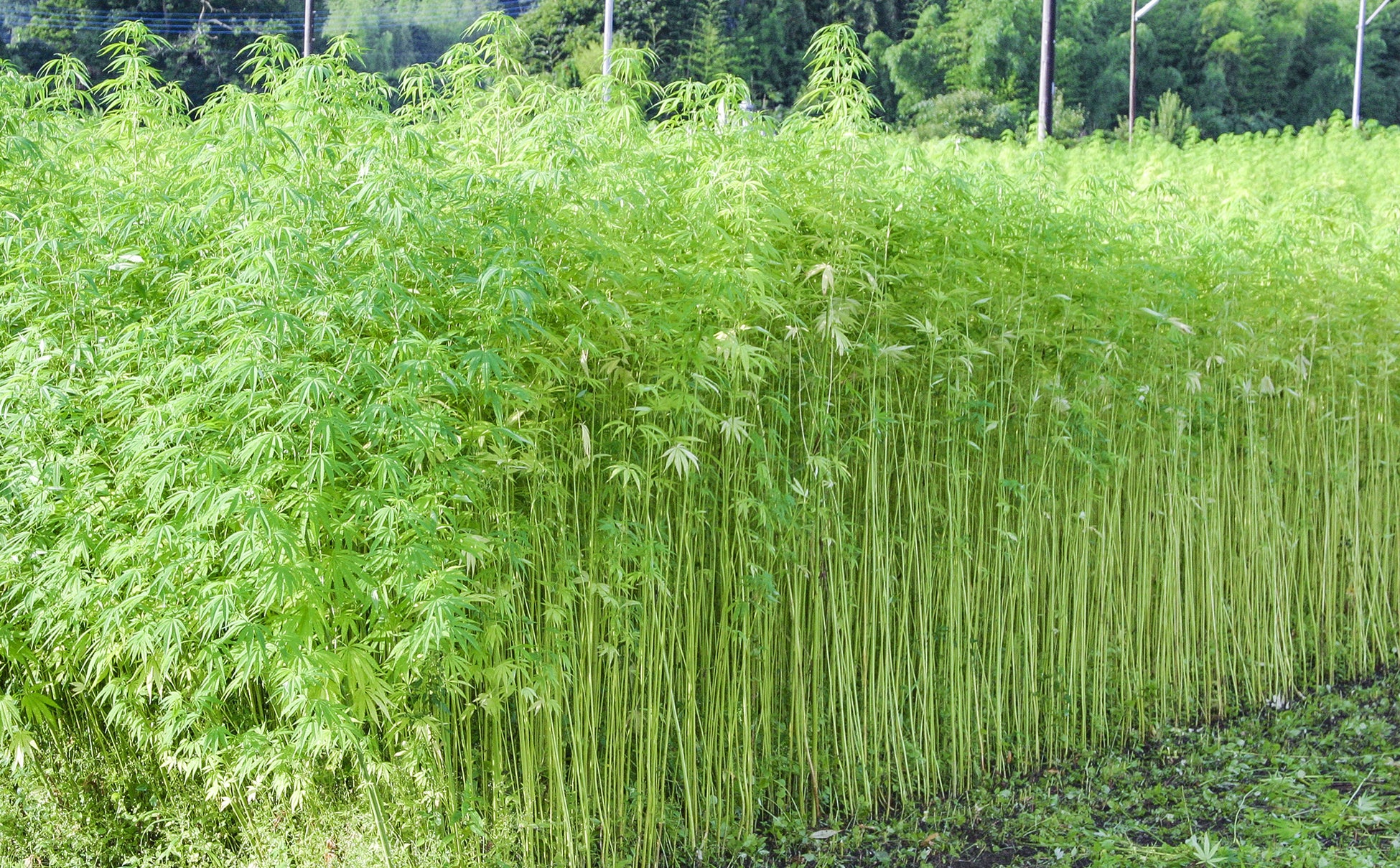【Green Zone Japan Presents】CannaCon 2022 詳細:大麻取締法改正と医療大麻