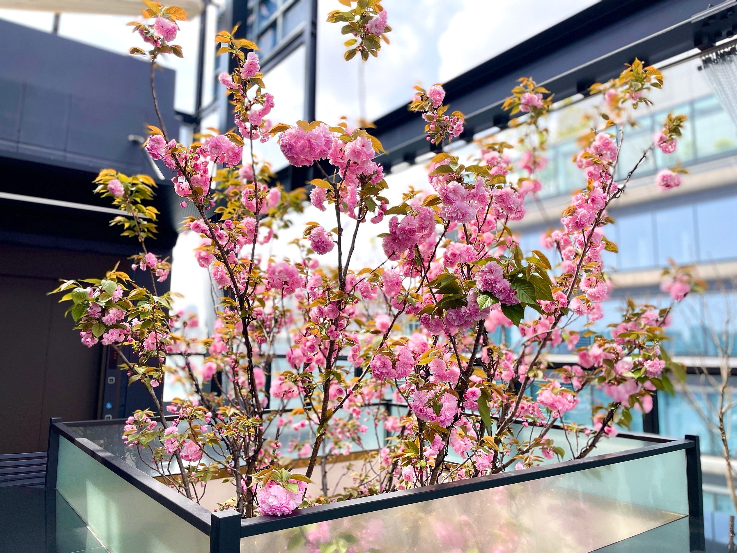 屋上テラス席に突き抜ける八重桜（2020年4月3日撮影）