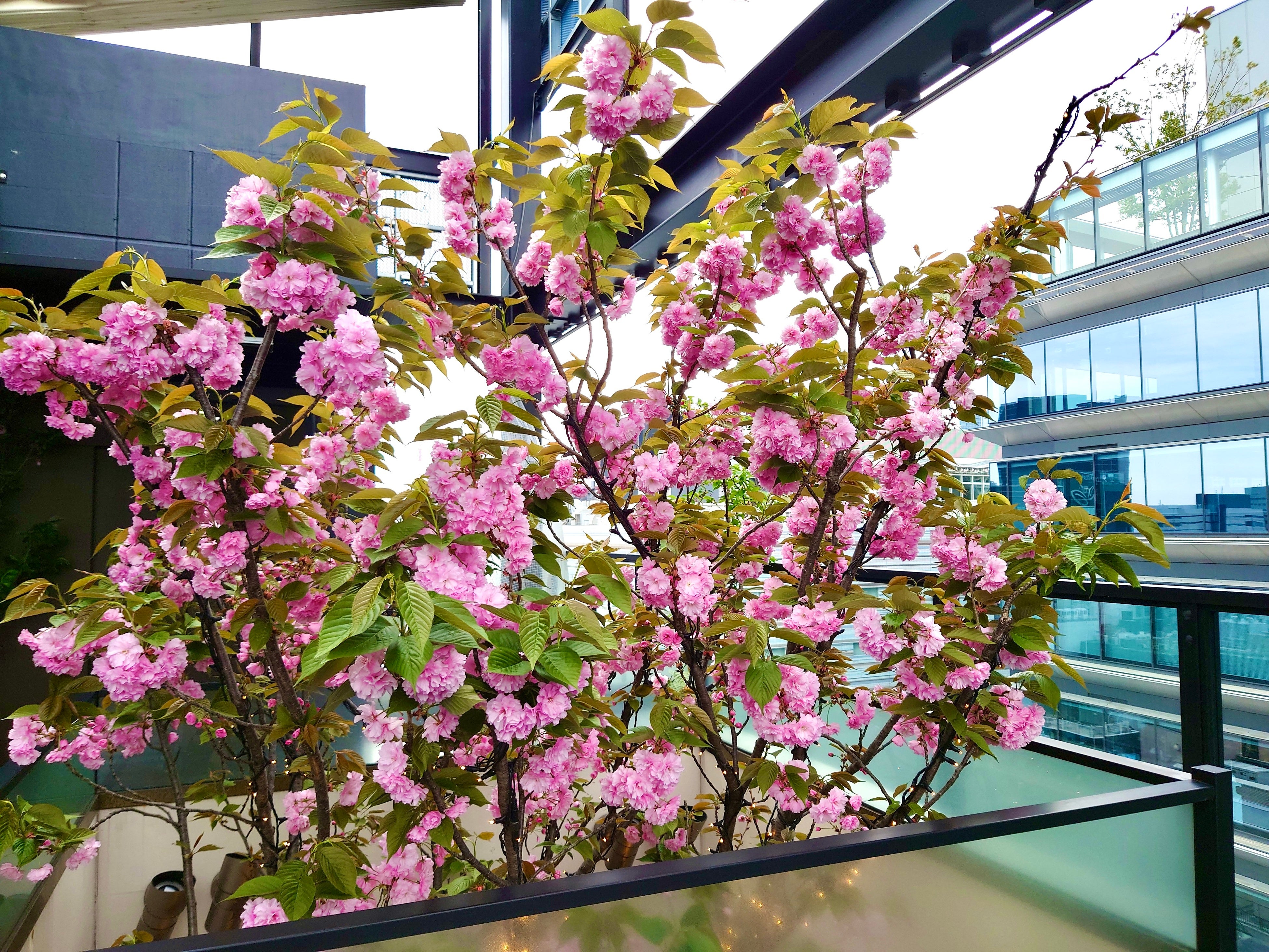 屋上「サクラテラス」から見た八重桜（2022年4月11日撮影）