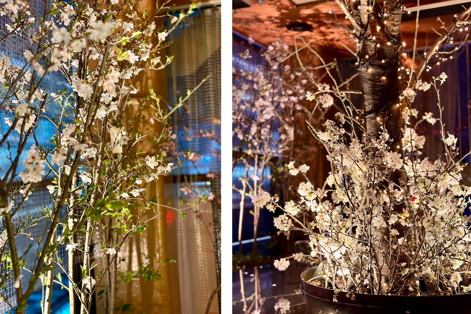 テラス席：鉢や切花でご用意した桜（2023年3月28日撮影）