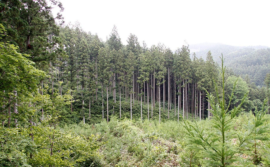 気仙群住田町森林