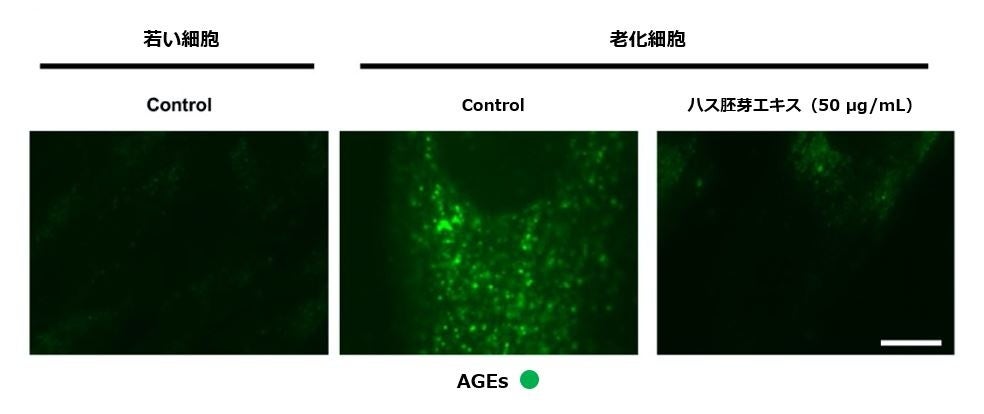 図4：ハス胚芽エキスは細胞老化により蓄積するAGEs量を低下させたことからオートファジー誘導作用を介してAGEsの分解を促進したと考えられました。