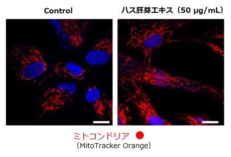 図1:ハス胚芽エキスは老化皮膚線維芽細胞のミトコンドリアの融合を促進させたことから、ミトコンドリア機能を活性化させたと考えられました。