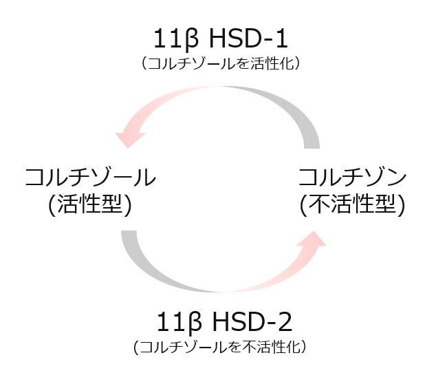 図2：コルチゾール代謝酵素（11β HSDs）の作用