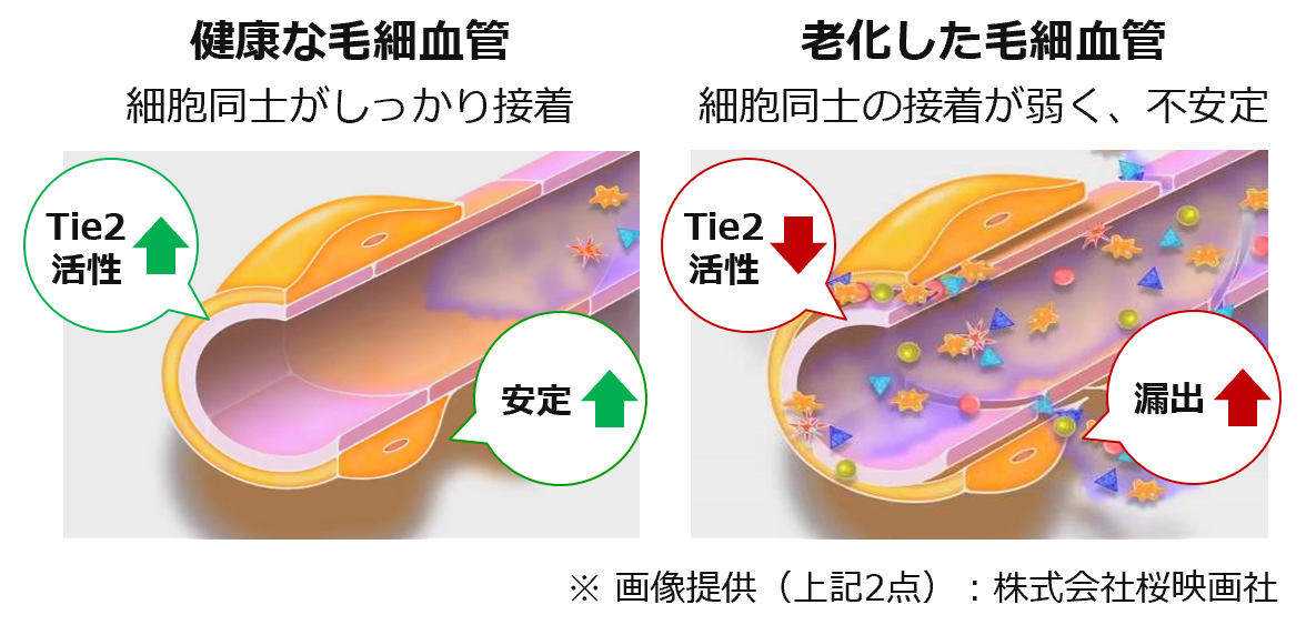 Tie2活性化による「ゴースト血管」対策に関する特許が令和5年度