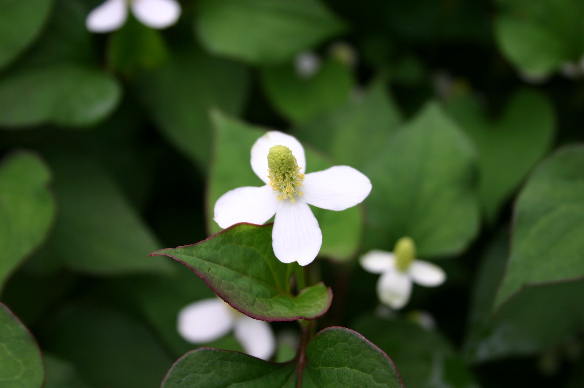 ドクダミエキスによる歯肉上皮細胞の炎症抑制効果を報告 | 丸善製薬