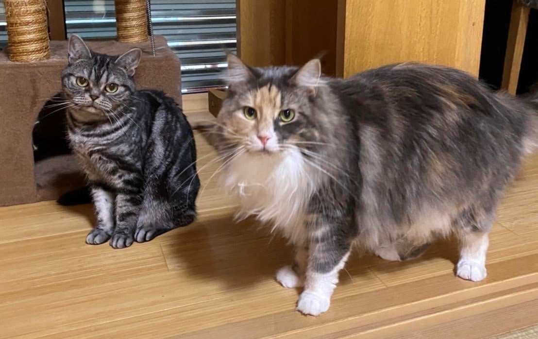 高い消臭効果を発揮し、気になる猫や犬のペット臭の対策にも有効