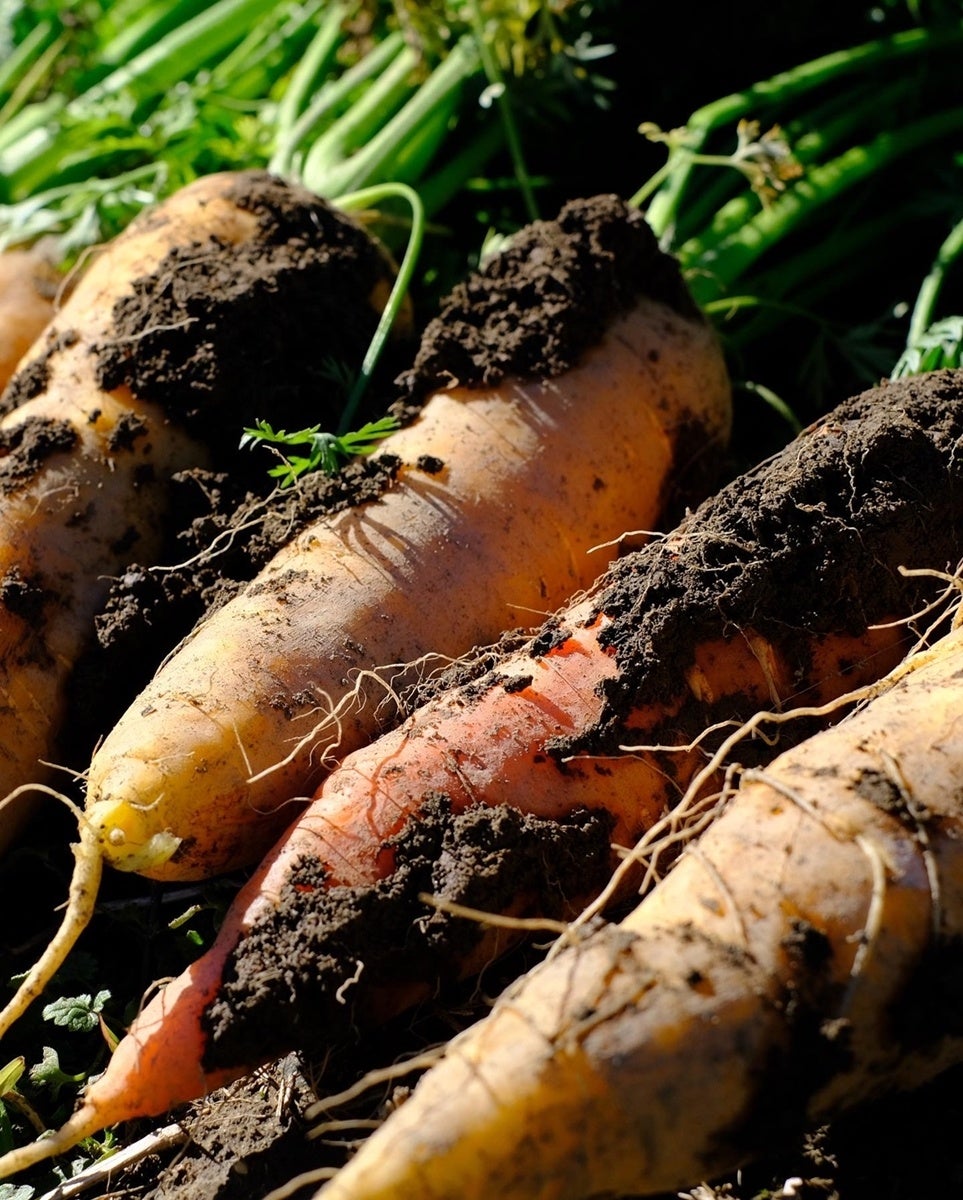 農園の野菜（にんじん）
