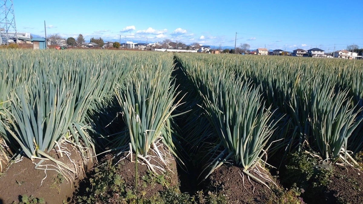 農園の野菜（ネギ）