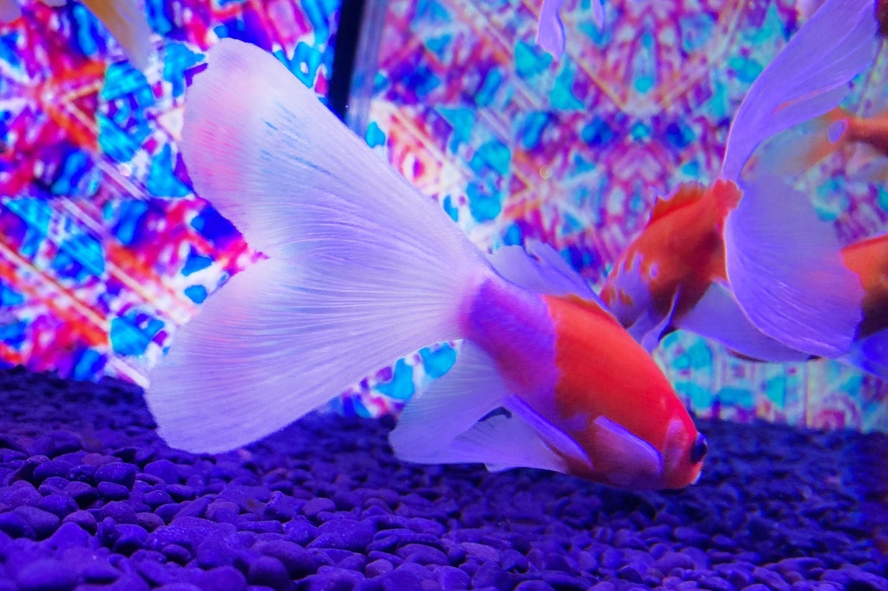金魚 アート ニモ ドリー プレゼント 置物 水槽 金魚 海 マリン 生き物 金魚 アート ニモ ドリー プレゼント 置物 水槽 金魚 海 マリン