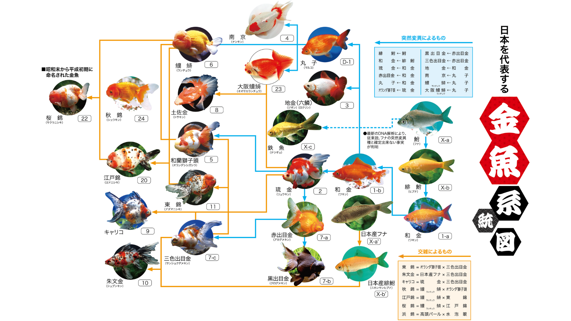 3月3日の金魚の日に 金魚の三大産地である奈良県で金魚の養殖場見学と金魚の生態を学べる 金魚ツアー を開催 さらに 日本一の 超巨大奈良金魚提灯 も同日にお披露目開始 株式会社uws Entertainmentのプレスリリース