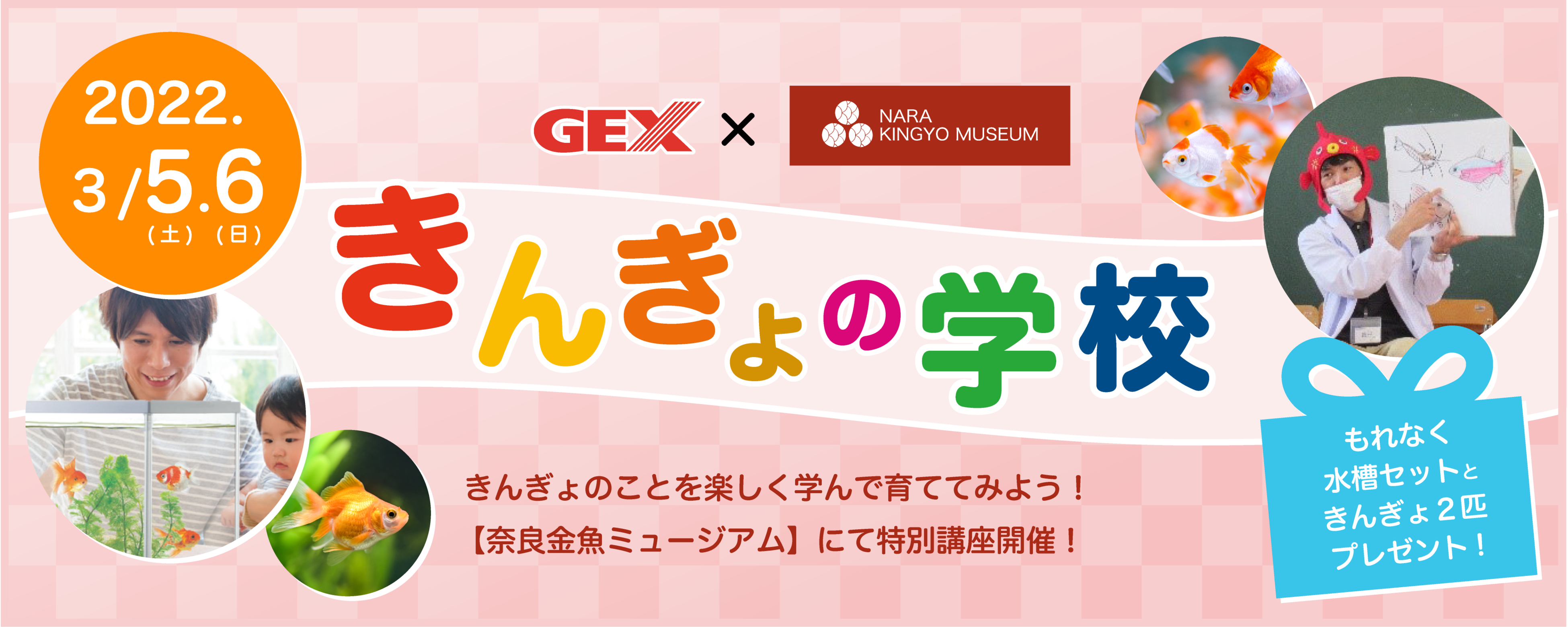 3月3日の金魚の日に 金魚の三大産地である奈良県で金魚の養殖場見学と金魚の生態を学べる 金魚ツアー を開催 さらに 日本一の 超巨大奈良金魚提灯 も同日にお披露目開始 株式会社uws Entertainmentのプレスリリース