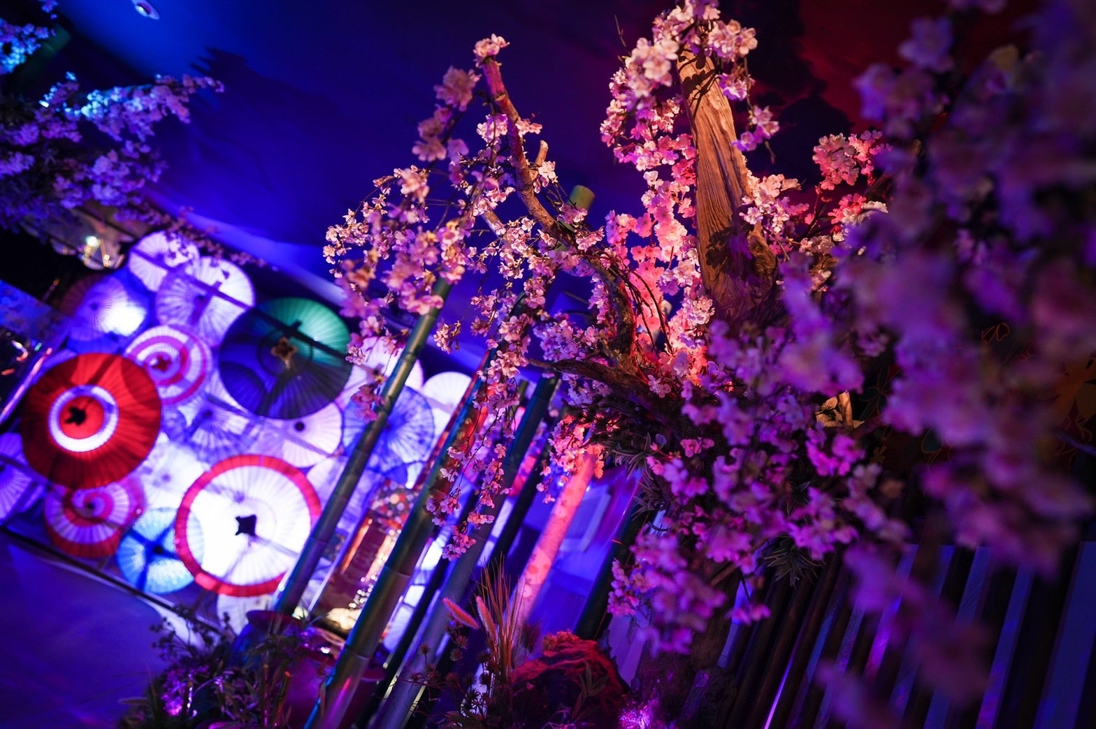 奈良金魚ミュージアム 水中を舞う桜と金魚が織りなす新しい春の風物詩 桜が名前の由来となった金魚と356本の桜の木が装飾された さくら咲くらんちゅう が開催 株式会社uws Entertainmentのプレスリリース 奈良金魚ミュージアム 水中を舞う桜と金魚が織りなす新しい春の風物詩 桜が名前の由来となった金魚と356本の桜の木が装飾された さくら咲くらんちゅう が開催 株式会社uws Entertainmentのプレスリリース