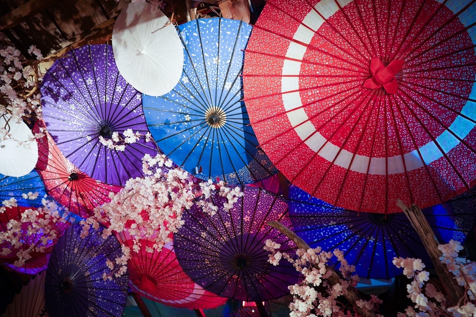 奈良金魚ミュージアム 水中を舞う桜と金魚が織りなす新しい春の