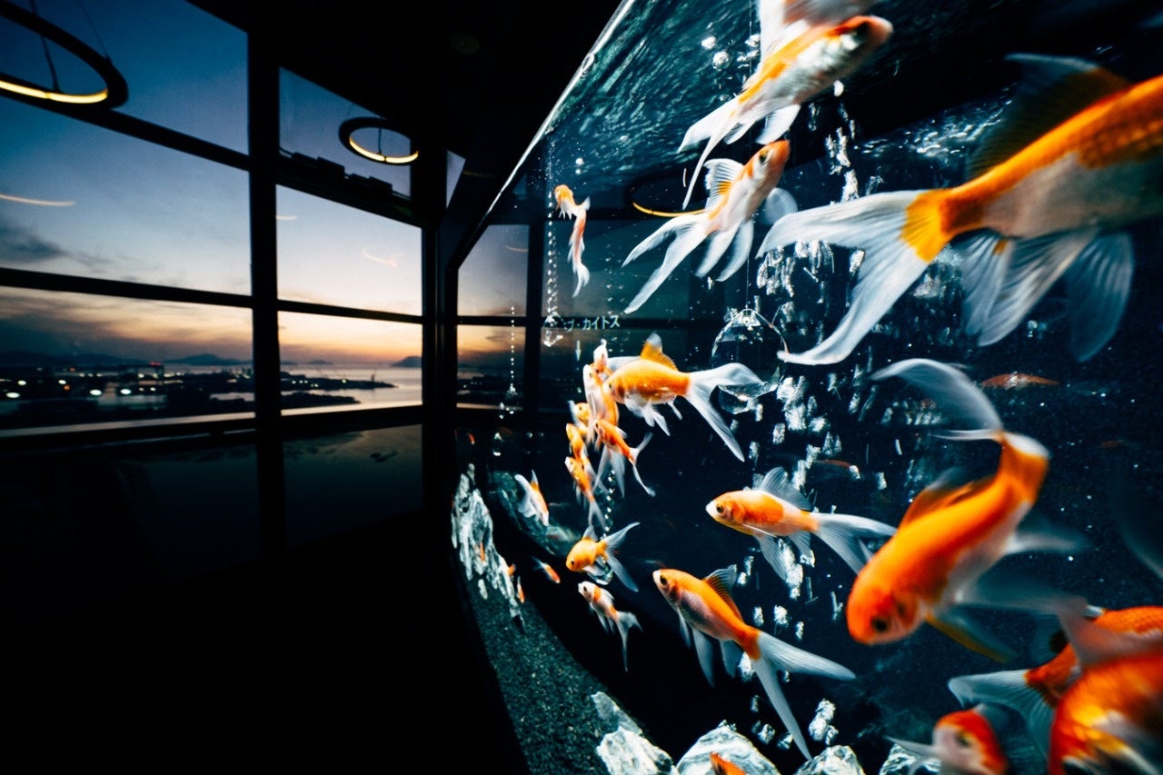 地上158メートル 香川県ゴールドタワーにオープンした 天空のアクアリウム ソラキン がオープンから二周年 年3月日 22年3月31日 で来場者数16万人を突破 株式会社uws Entertainmentのプレスリリース 地上158メートル 香川県ゴールドタワーにオープンした 天空のアクアリウム ソラキン がオープンから二周年 年3月日 22年3月31日 で来場者数16万人を突破 株式会社uws Entertainmentのプレスリリース