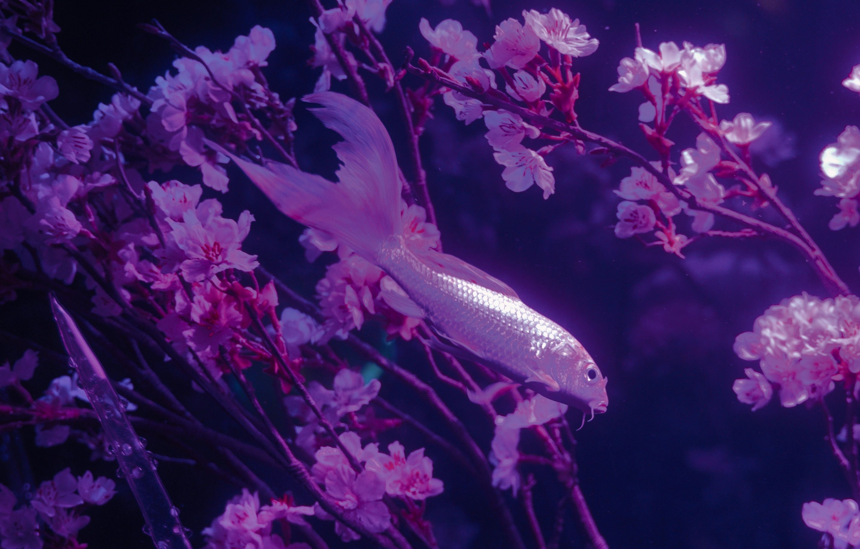 アクアリウム宇宙旅行「UNDER WATER SPACE」お花見シーズン限定